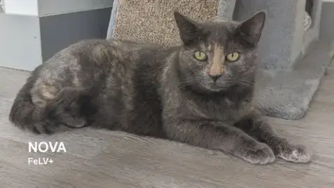 Nova