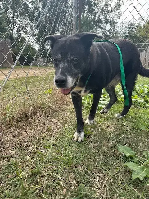 Marla