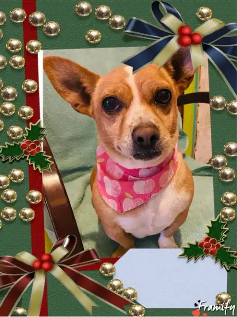 Chiquita photo 3
