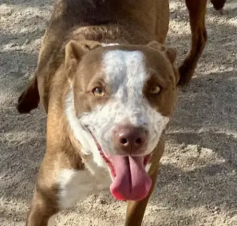 Taco