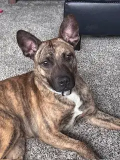 Baxter
