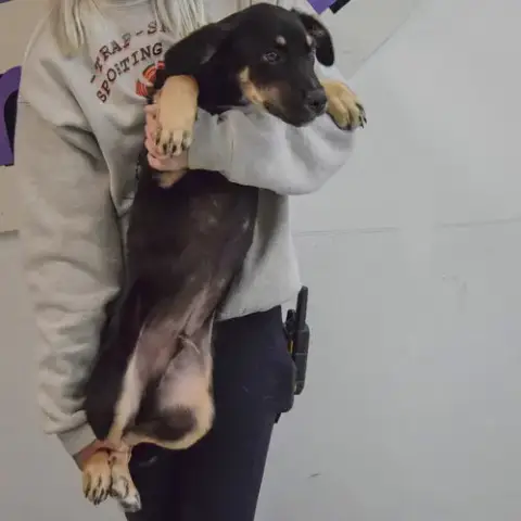 Rocky photo 4