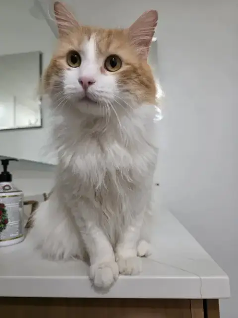 Sweet Potato