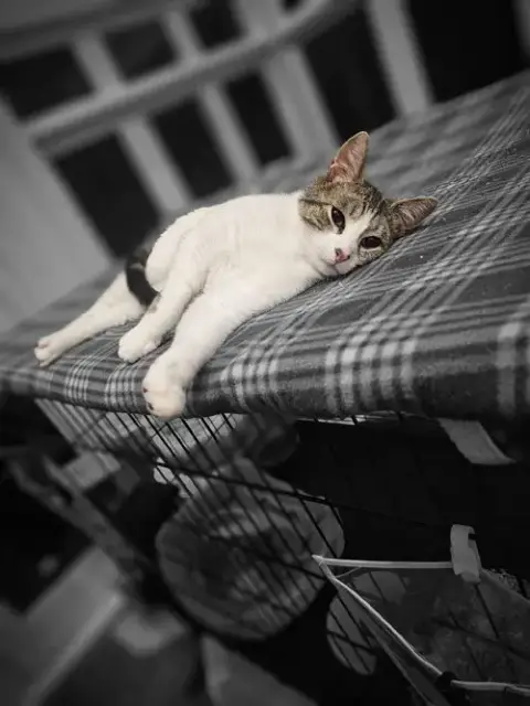 Jingles photo 4