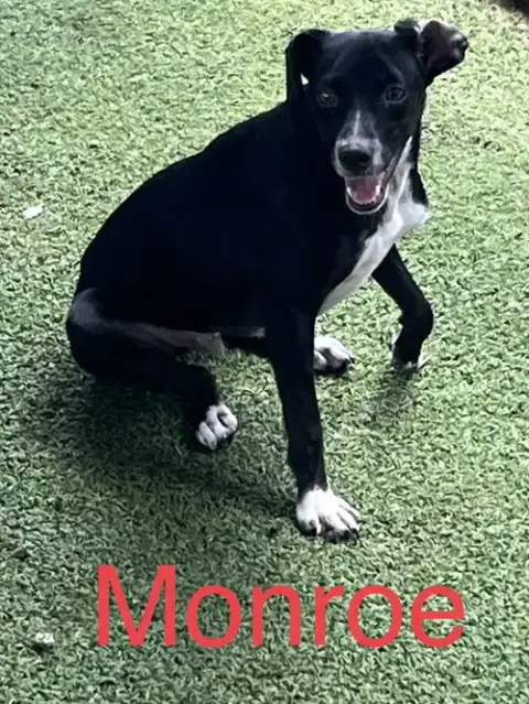 Monroe photo 3