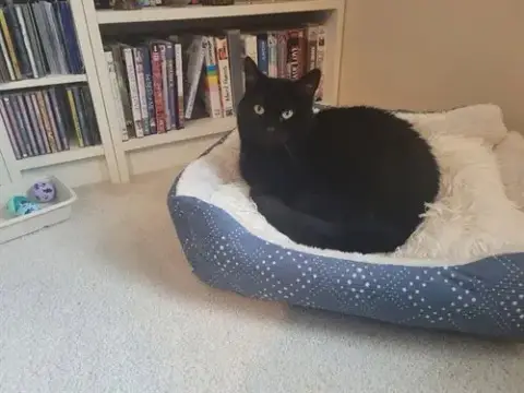 Miss Kitty