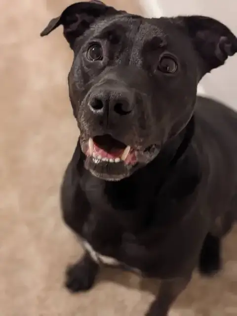 Benny