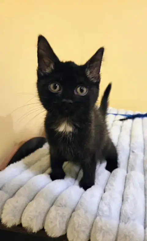 Blaze Kitten photo 3
