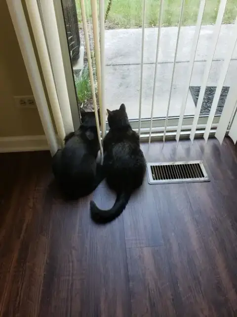 Dizzy photo 2