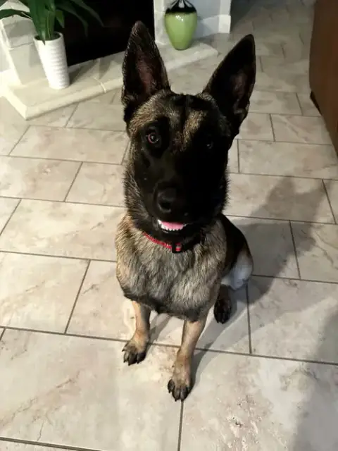 Chase