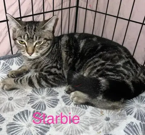 Starbie photo 3
