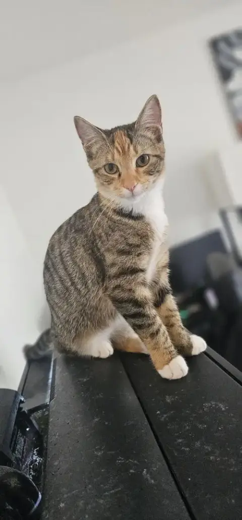 Daphne