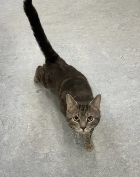 Odin
