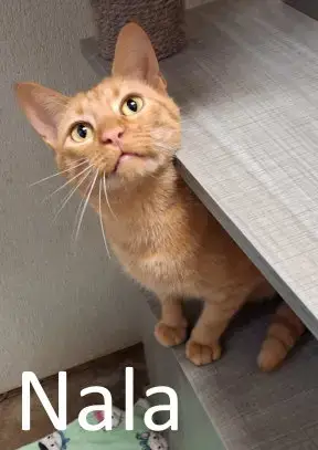 Nala