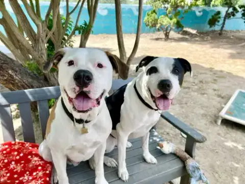 Bronson And Hardy
