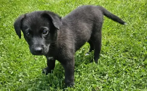Puppy Frejo photo 3