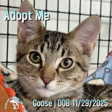 Goose
