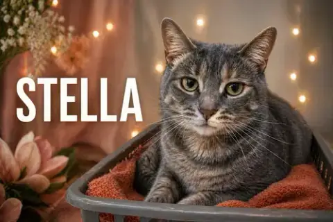 Stella
