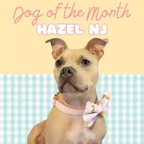 Hazel Nj