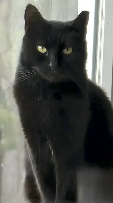 Petunia
