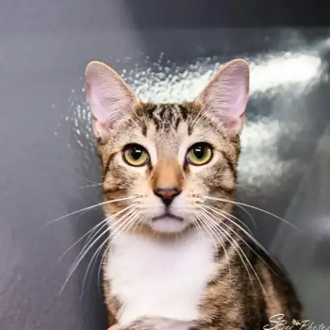 Felix