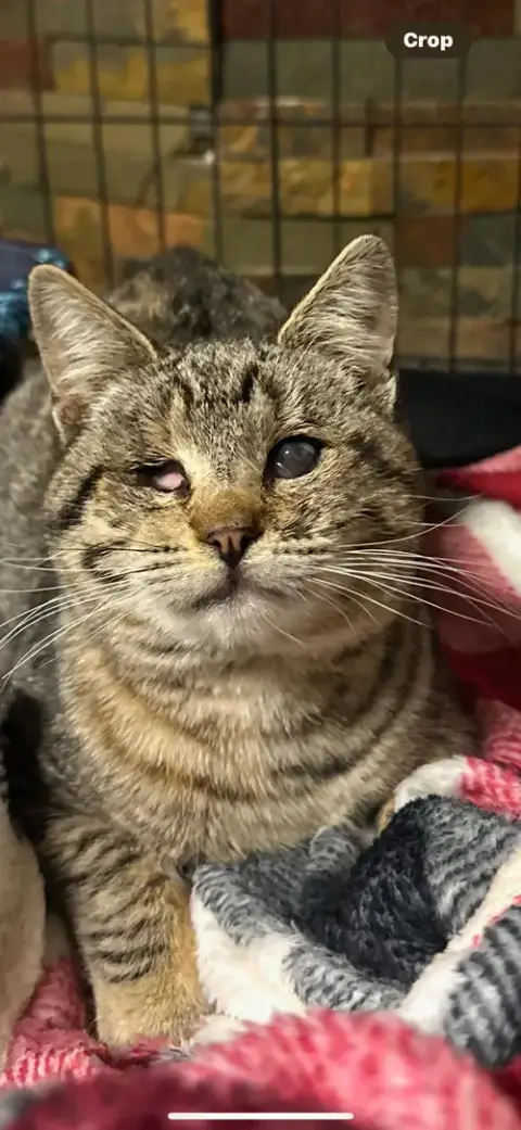 Kitty