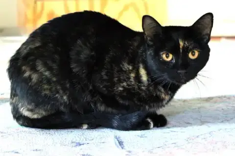 Mindi