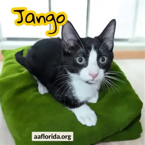Jango