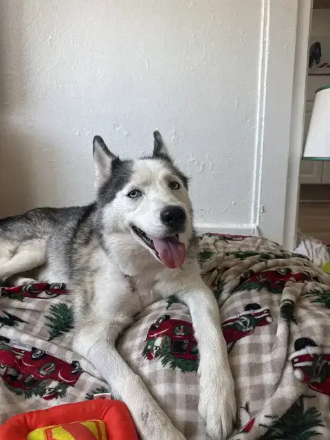 Nala