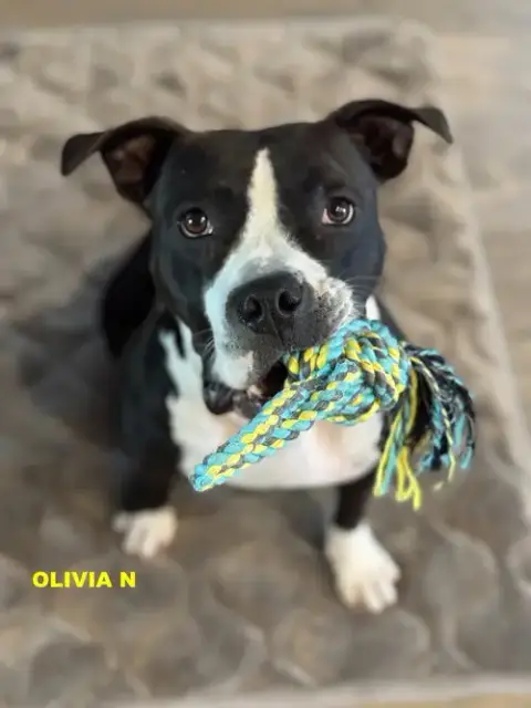 Olivia N photo 2