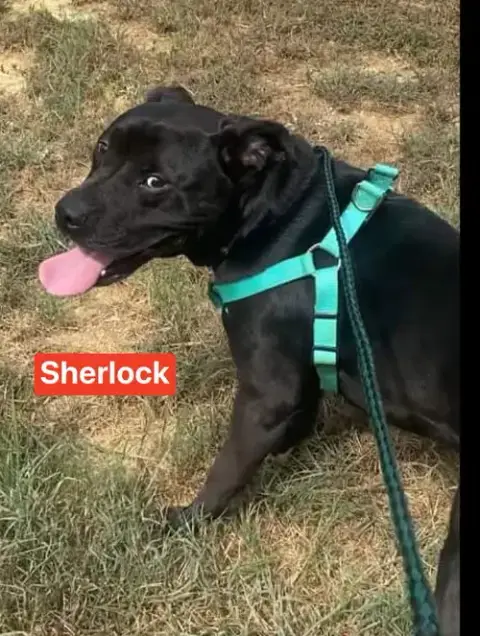 Sherlock photo 3