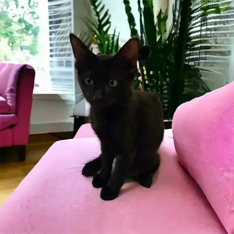 Phoebe photo 2