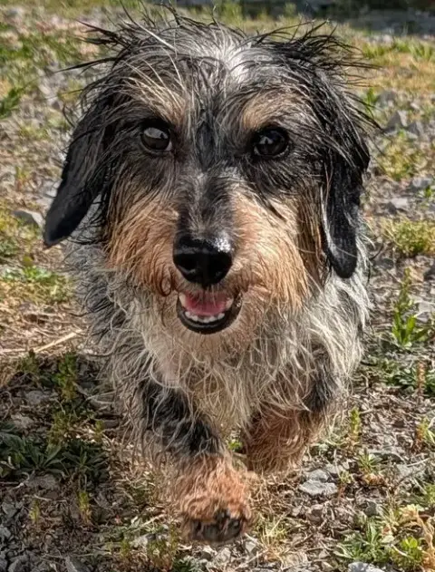 Poppy In Tn photo 2