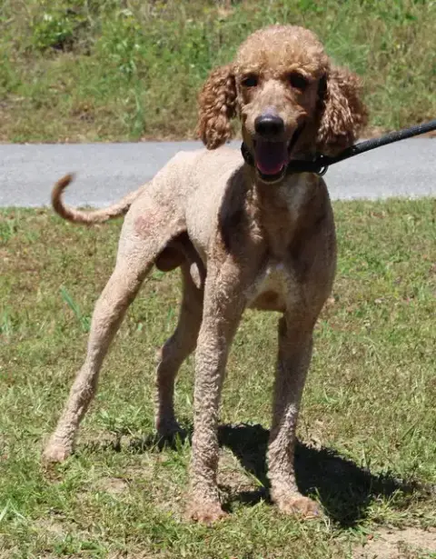 Cooper 43393 photo 2