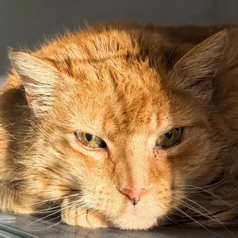 Kabocha