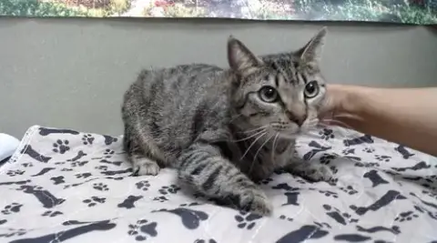 Tabitha