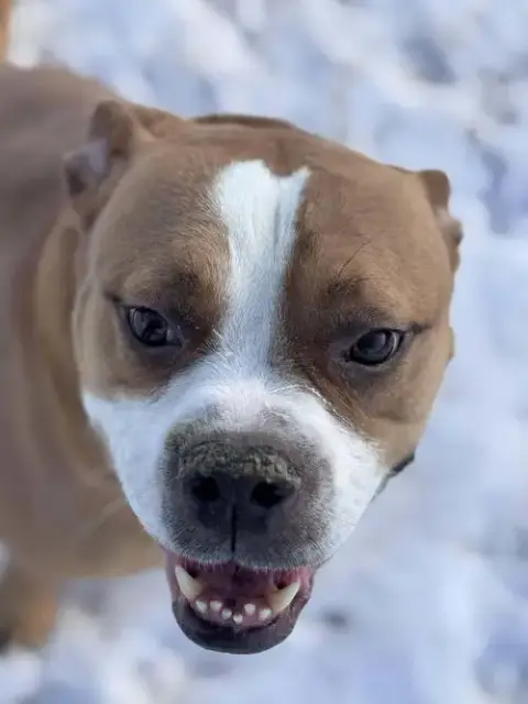 Ashton Now Tyson photo 2