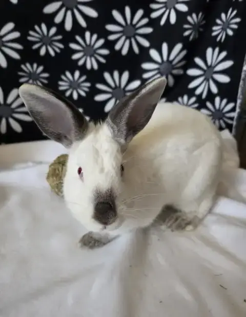 Agatha
