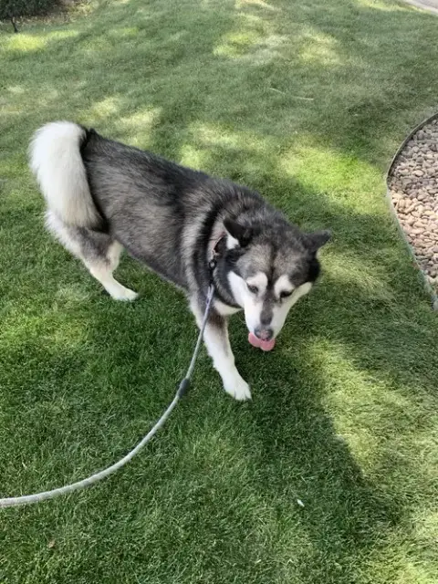 Benson