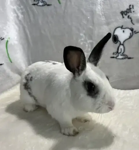 Elliot