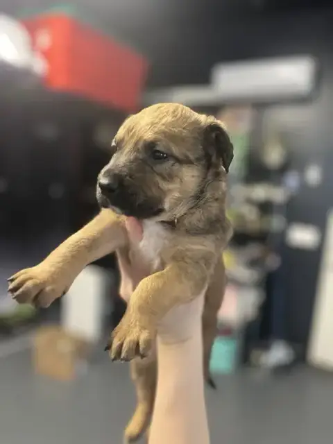 Booktok Fantasy Litter photo 2
