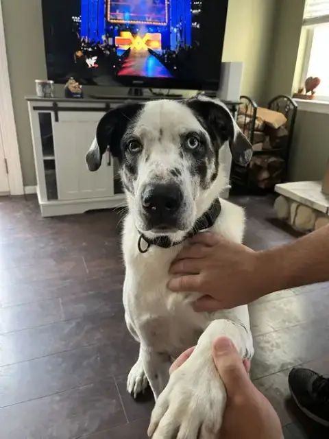 Biscuit