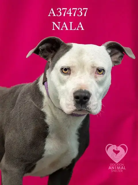 Nala