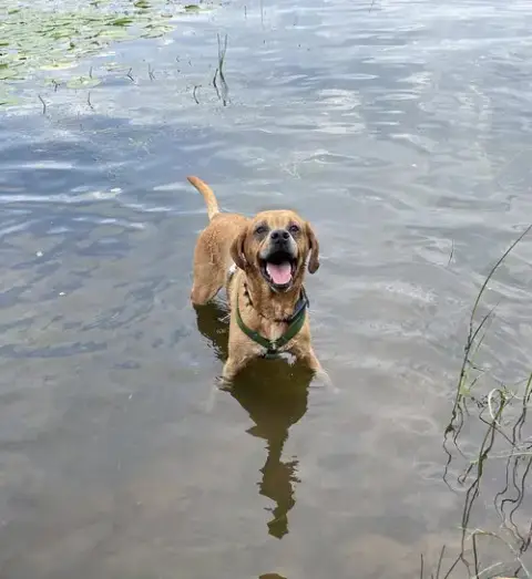 Bandit