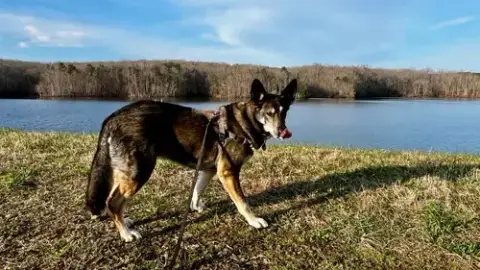 Lily photo 3
