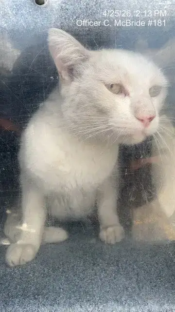 Bobby