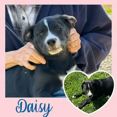 Daisy