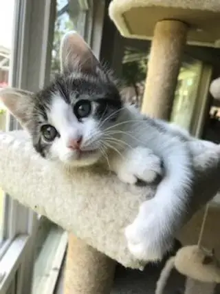 Cooper photo 4