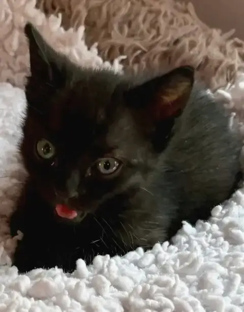 Basil