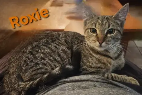 Roxie photo 3
